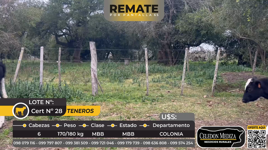 Lote 6 Terneros en Colonia