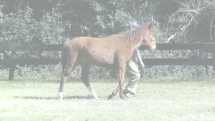 Lote TAJADA TIME (ANNALS OF TIME - DOÑA TAJA)