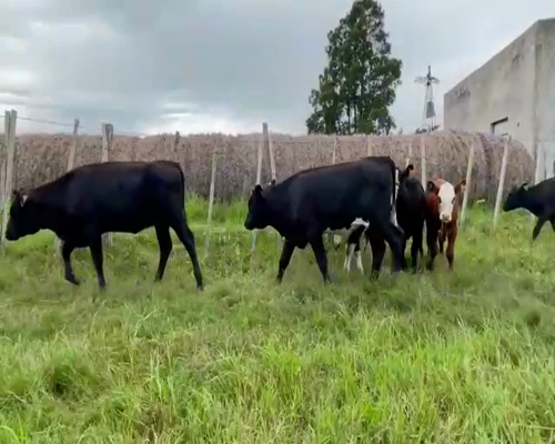 Lote (Vendido)7 Terneros y Terneras CRUZA a remate en Entre Martillos 167kg -  en PAVON