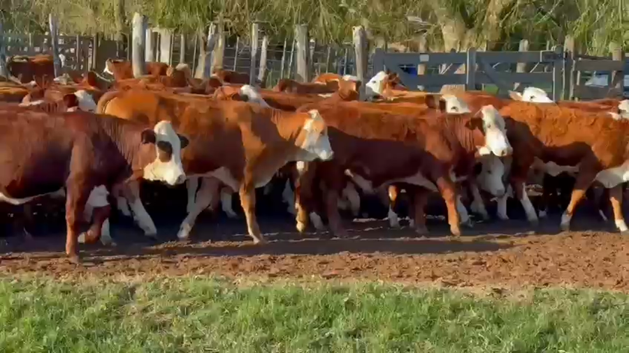 Lote 120 Terneros/as