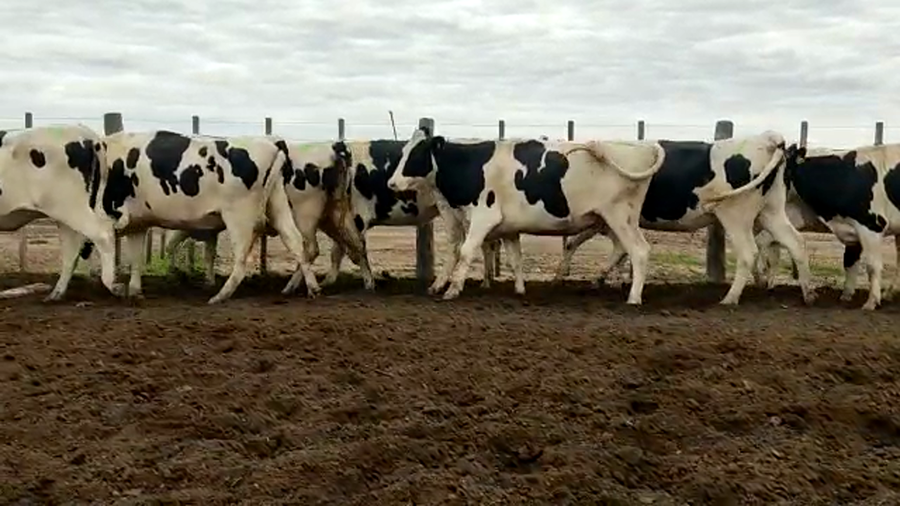 Lote Vaquillonas Preñadas - El Chiru