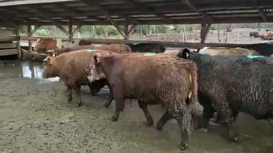 Lote 20 Novillo Gordo en Los Ángeles, VIII Región Biobío