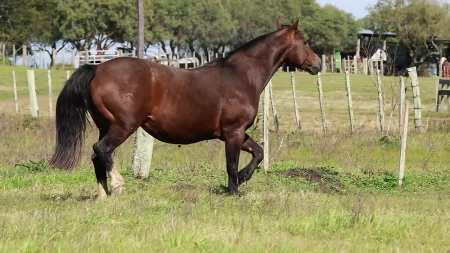 Lote Fogoza