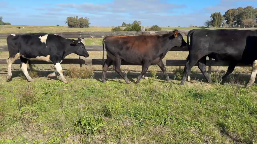 Lote NOVILLOS 1 a 2 AÑOS