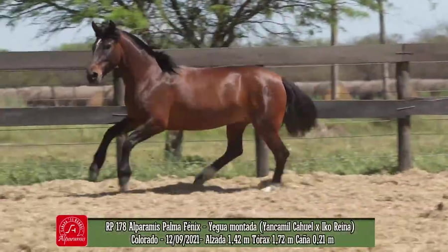 Lote Yegua montada