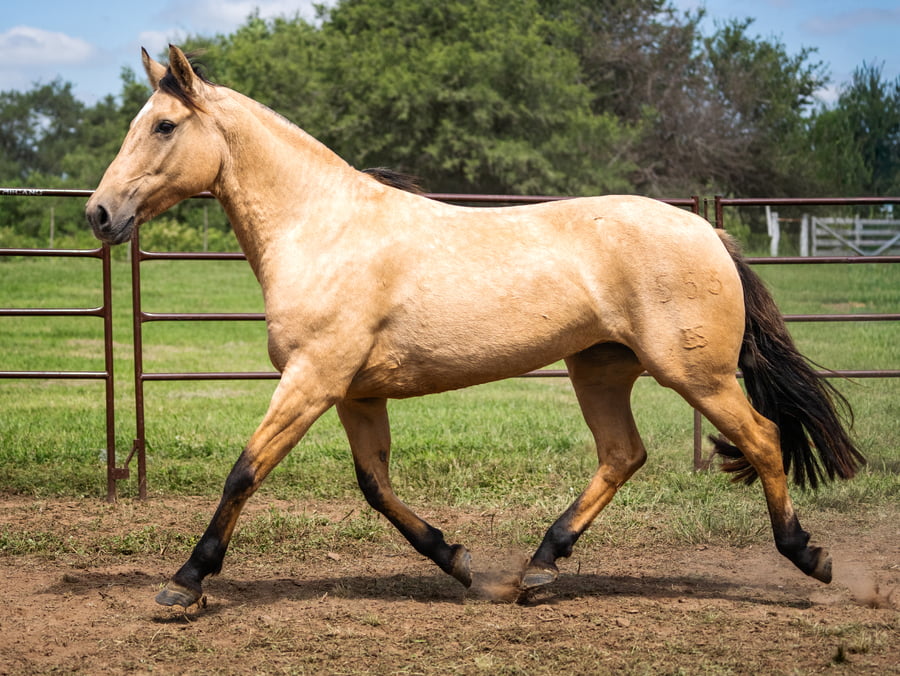 Lote SIRIGOTE CREMA E LECHE