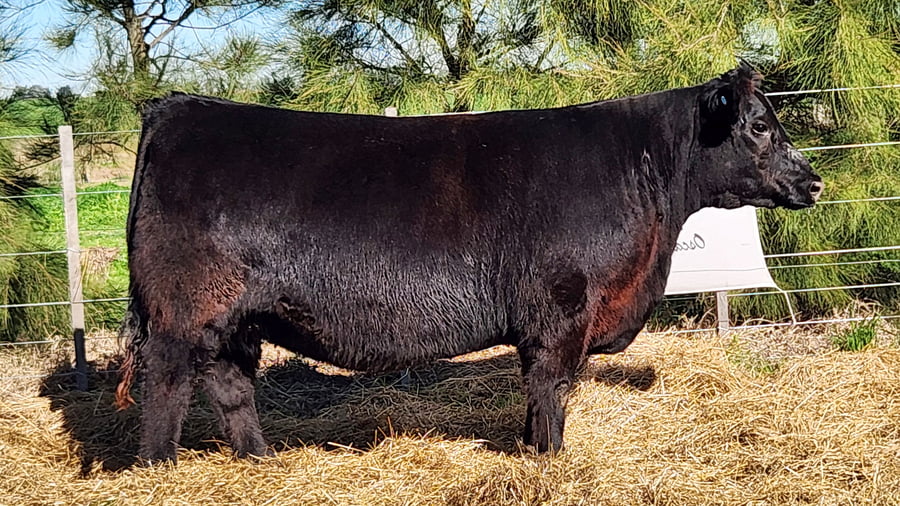 Lote HEMBRAS