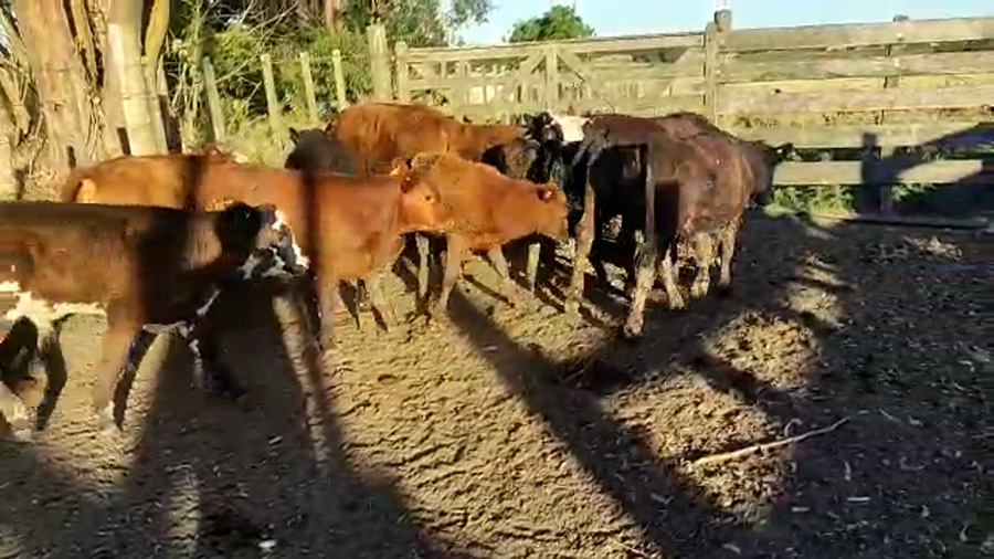 Lote 13 Terneros y Cruza 4 enteros
