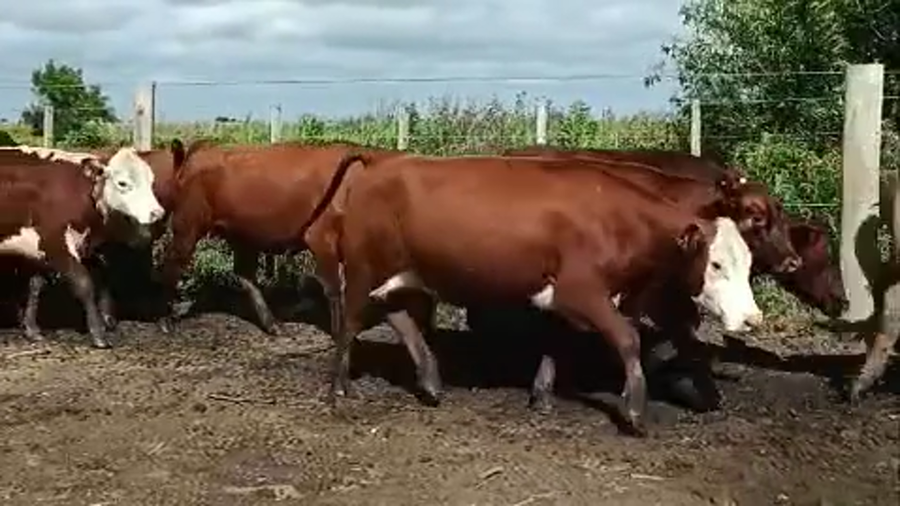 Lote 61 Vaquillonas preñadas en Entre Ríos, Victoria