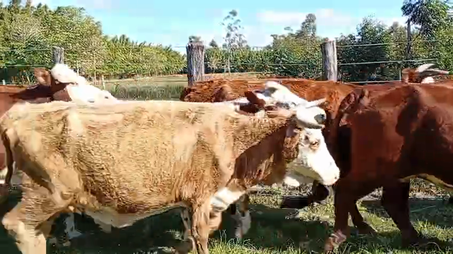Lote 14 Vacas de invernar