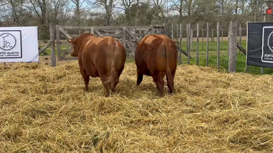 Lote 2 Toros PC