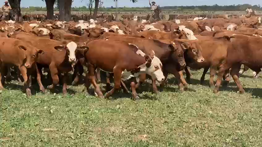 Lote 200 Terneros A TÉRMINO en Gral. San Martín, Chaco