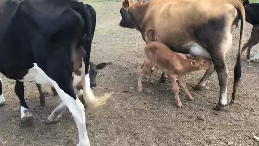 Lote 3 vaquillonas recien paridas holando y jersey