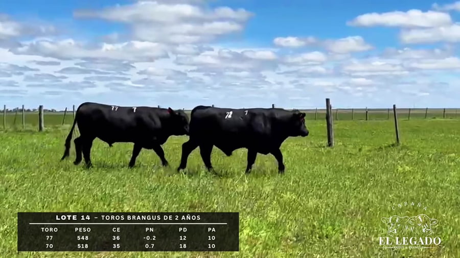 Lote Toro Brangus de 2 años
