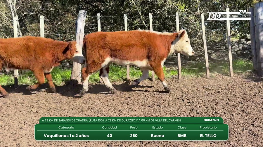 Lote (Vendido)40 Vaquillonas 1 a 2 años a remate en Vientres Kiyu  097 850 041 - 099 968 873 - 091 999 206 260kg - , Durazno