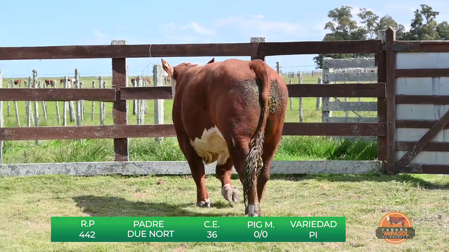 Lote MIRASOL DUE NORT GOODLENT