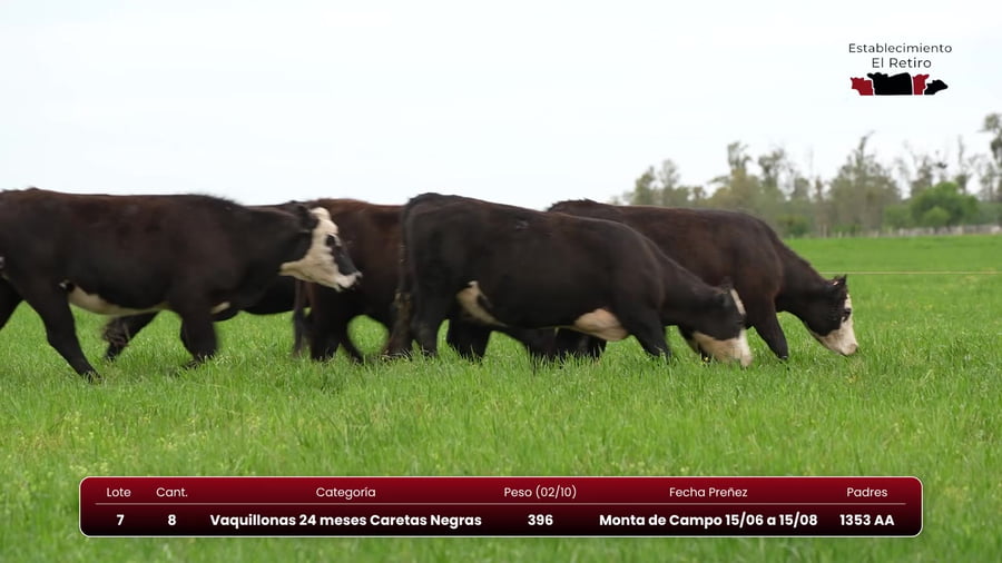 Lote Vaquillonas 24 meses Caretas Negras