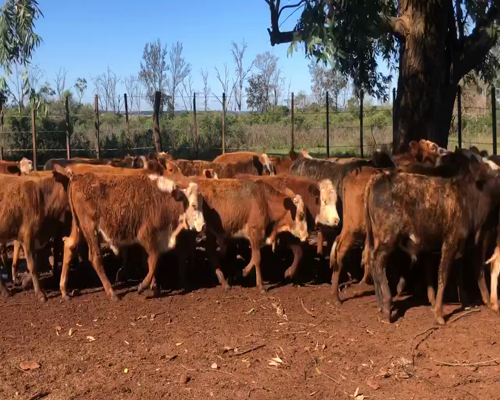 Lote 70 Terneros en Ituzaingó, Corrientes