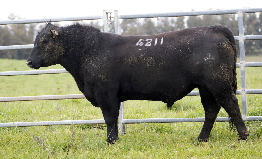 Lote ABERDEEN ANGUS SA - Angus NEGROS
