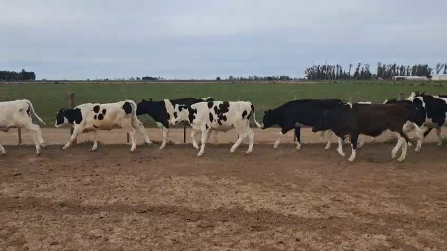 Lote 40 Novillitos Holando en Porteña, Córdoba