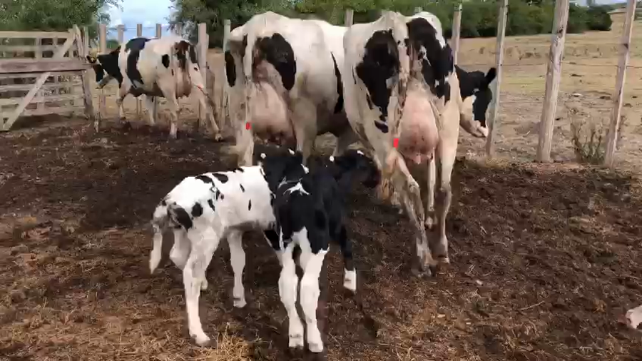 Lote 6 Piezas de cría Holando a remate en Pantalla Camy 500kg - , San José