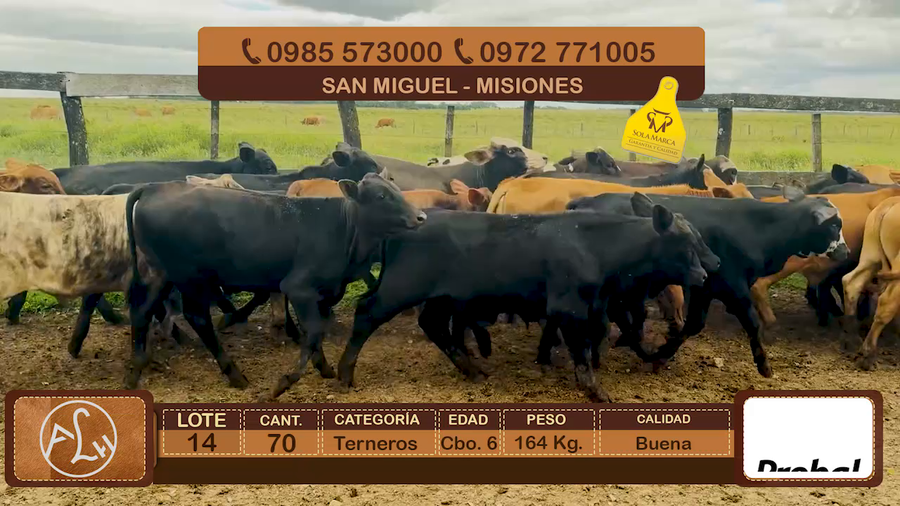Lote Lote 14