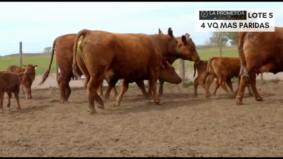 Lote "LA PROMETIDA" 4 VQ MAS PARIDAS