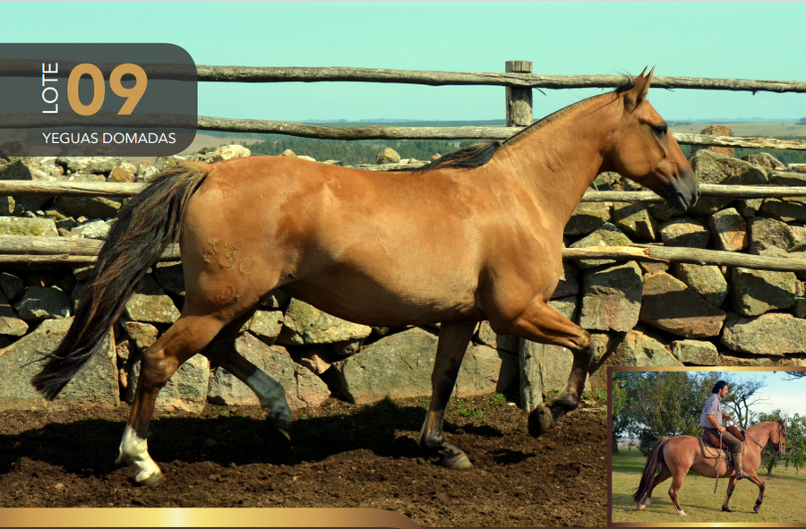 Lote Aquerenciada Estera