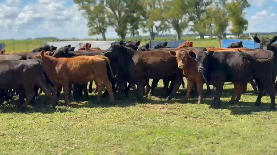 Lote 60 Terneras