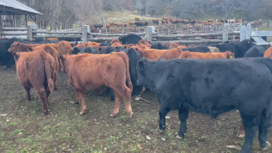Lote 65 Ternero en Coyhaique, XI Región Aysén