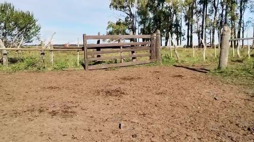 Lote 100 Terneros/as