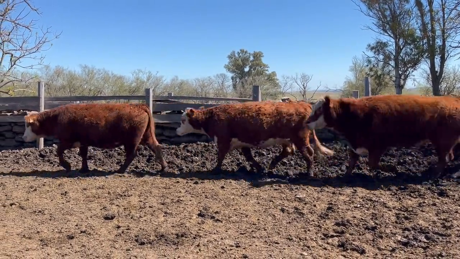 Lote Vacas de Invernada