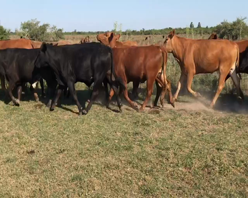 Lote 36 Novillos en Corrientes, Bella Vista