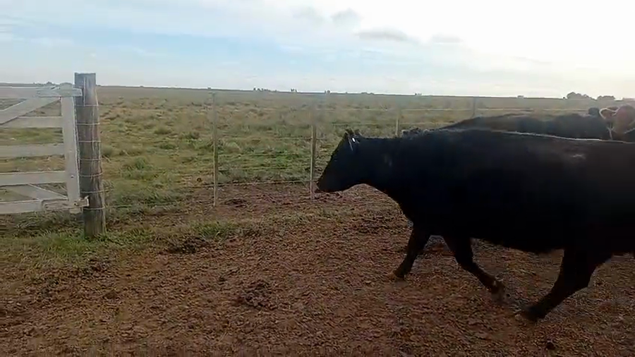 Lote 31 Vacas de invernar en Tres Arroyos