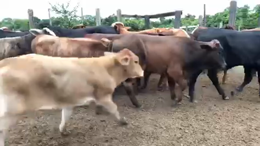 Lote 115 Terneros/as en Misión San Fco., Formosa