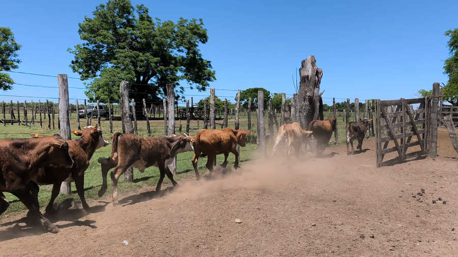 Lote 140 Terneros/as