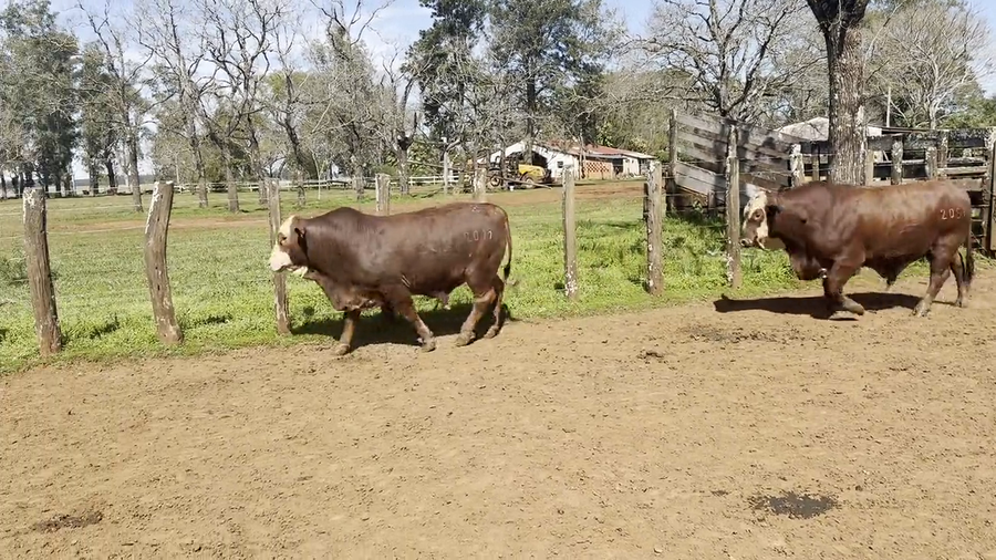 Lote Toros Braford de "San Simon"
