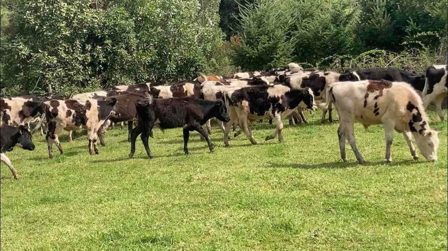 Lote 50 Ternero en Frutillar, X Región Los Lagos