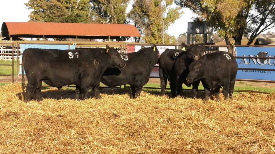 Lote TOROS ANGUS NEGROS PC