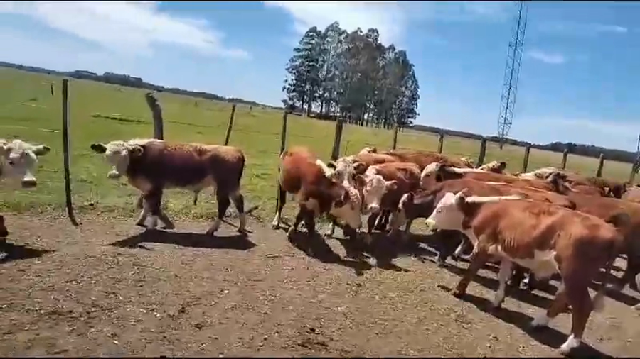 Lote 76 Terneros en Entre Ríos, Concordia