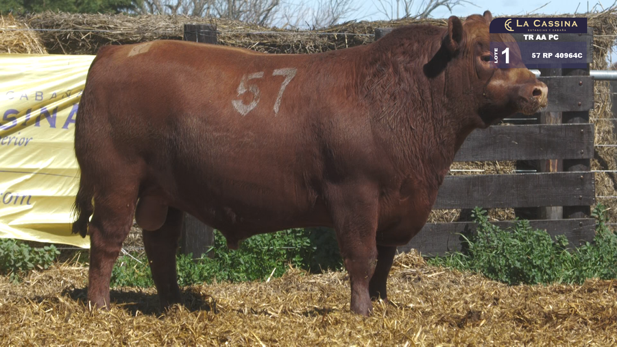 Lote TOROS ANGUS PURO CONTROLADO