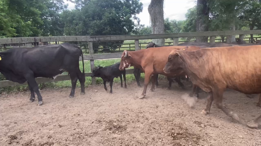 Lote 35 Vacas medio uso C/ gtia de preñez en Pto. Eva Perón, Chaco