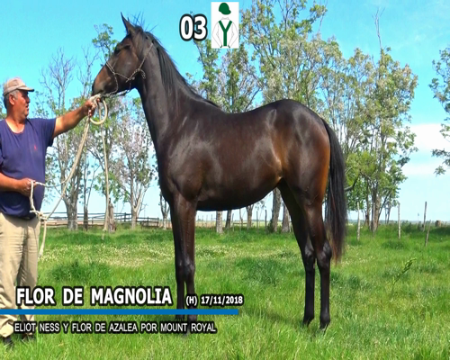 Lote FLOR DE MAGNOLIA