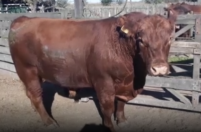 Lote 1 Toro p.c. reproductor de 740Kg en Alejo Ledesma, Córdoba