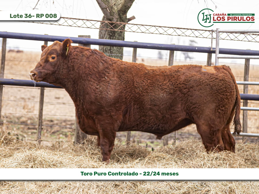 Lote TOROS PUROS CONTROLADOS - 22/24 meses