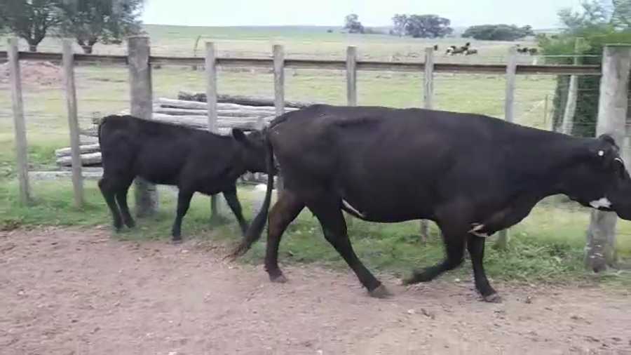 Lote (Vendido)2 Piezas de cría a remate en #29 Pantalla Carmelo en BARRA DE SAN JUAN
