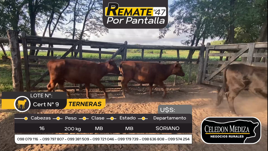 Lote 16 Terneras en Otra Localidad, Soriano