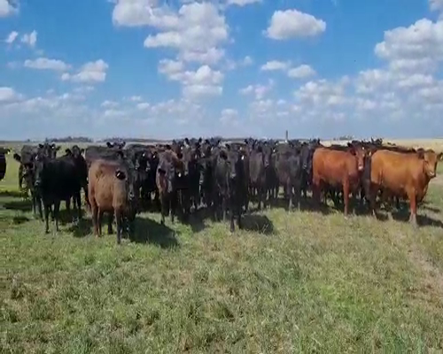 Lote 38 Vaquillonas C/ gtia de preñez en 25 de Mayo, Buenos Aires