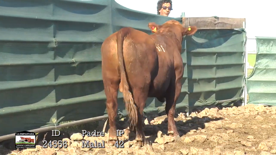 Lote 3 Toros a remate en 42º La Empastada, Durazno