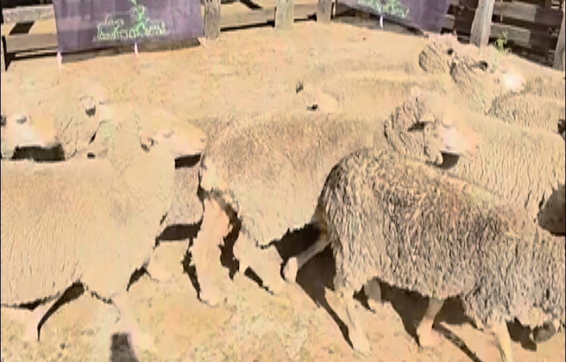 Lote Ovejas Majada General